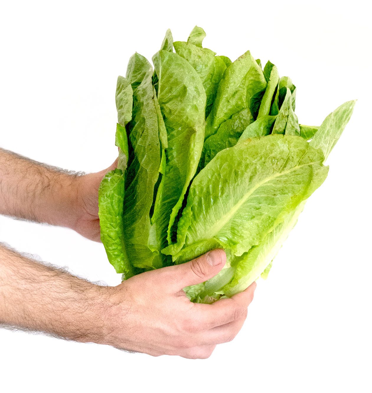 Enciam Llarg - Imatge 2